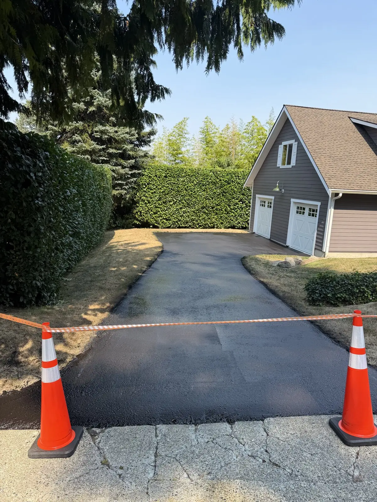 A hedge-lined residential driveway freshly sealcoated jet black, coned off at the sidewalk.