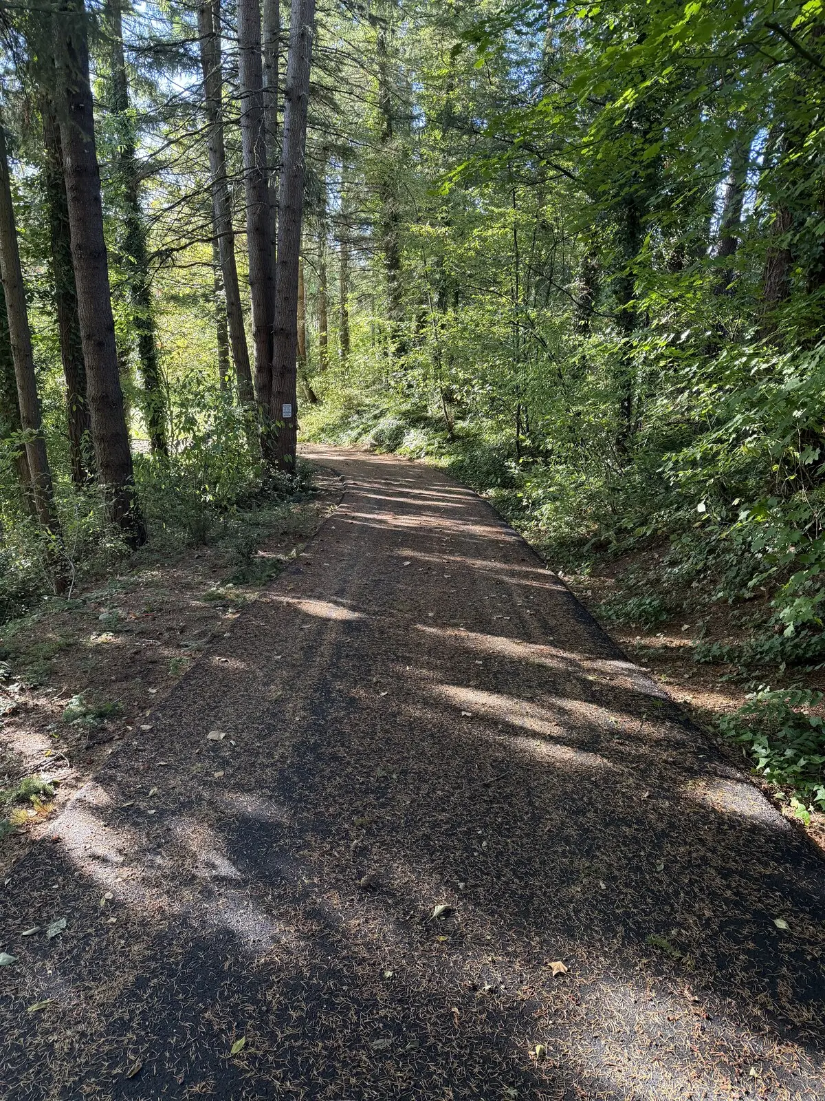 The tree-lined driveway approach before sealcoating: dull brown asphalt covered in leaf and needle debris.